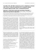 Báo cáo khóa học: Assembly of the silk ﬁbroin elementary unit in endoplasmic reticulum and a role of L-chain for protection of a1,2-mannose residues in N-linked oligosaccharide chains of ﬁbrohexamerin/P25 ppt