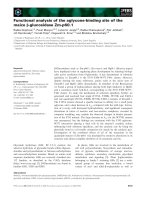 Báo cáo khoa học: Functional analysis of the aglycone-binding site of the maize b-glucosidase Zm-p60.1 pot