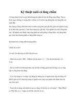 Kỹ thuật nuôi cá lăng chấm doc