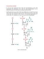 Cấu tạo chuỗi poly nucleotide docx