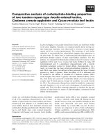 Báo cáo khoa học: Comparative analysis of carbohydrate-binding properties of two tandem repeat-type Jacalin-related lectins, Castanea crenata agglutinin and Cycas revoluta leaf lectin docx