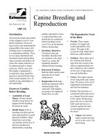 Canine Breeding and Reproduction pot