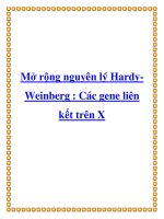 Mở rộng nguyên lý HardyWeinberg : Các gene liên kết trên X pptx