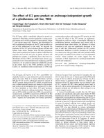 Báo cáo khoa học: The effect of ST2 gene product on anchorage-independent growth of a glioblastoma cell line, T98G doc