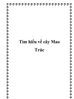 Tìm hiểu về cây Mao Trúc doc