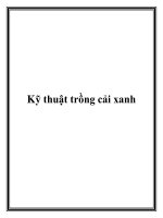 Kỹ thuật trồng cải xanh pot