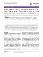Mammographic density and breast cancer risk: the role of the fat surrounding the fibroglandular tissue pdf