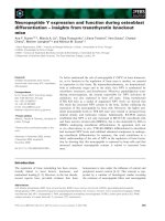 Báo cáo khoa học: Neuropeptide Y expression and function during osteoblast differentiation – insights from transthyretin knockout mice potx