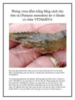 Phòng virus đốm trắng bằng cách cho tôm sú (Penaeus monodon) ăn vi khuẩn có chứa VP28dsRNA ppt