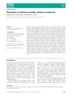 Báo cáo khoa học: Dynamics in electron transfer protein complexes potx
