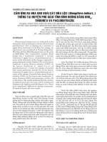 CẢM ỨNG RA HOA CHO XOÀI CÁT HÒA LỘC (Mangifera indica L.) TRỒNG TẠI HUYỆN PHÚ GIÁO TỈNH BÌNH DƯƠNG BẰNG KNO3, THIOUREA VÀ PACLOBUTRAZOL docx