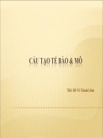 Bài giảng cấu tạo tế bào và mô   -ths BS võ thành liêm