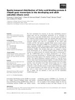 Báo cáo khoa học: Spatio-temporal distribution of fatty acid-binding protein 6 (fabp6) gene transcripts in the developing and adult zebraﬁsh (Danio rerio) pptx