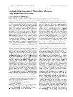 Báo cáo khoa học: Isocitrate dehydrogenase of Plasmodium falciparum Energy metabolism or redox control? doc