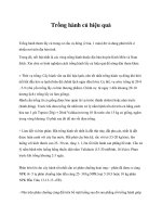 Trồng hành củ hiệu quả docx