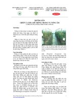 Hướng dẫn ghép cà chua để trồng trong vụ nóng ẩm potx