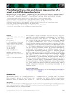 Báo cáo khoa học: Physiological truncation and domain organization of a novel uracil-DNA-degrading factor pdf