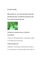 Kỹ thuật trồng Bầu potx