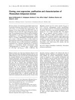 Báo cáo khoa học: Cloning, over-expression, puriﬁcation and characterization of Plasmodium falciparum enolase doc