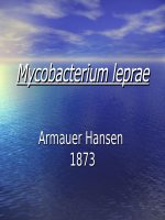 Mycobacterium leprae docx