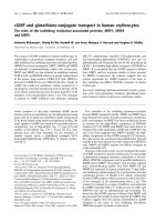 Báo cáo khoa học: cGMP and glutathione-conjugate transport in human erythrocytes The roles of the multidrug resistance-associated proteins, MRP1, MRP4 and MRP5 pot