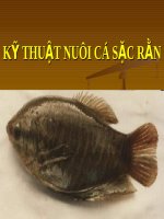 KỸ THUẬT NUÔI CÁ SẶC RẰN docx