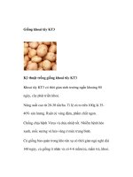 Giống khoai tây KT3 pptx