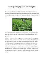 Kỹ thuật trồng đậu xanh trên ruộng lúa pdf