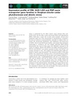 Báo cáo khoa học: Expression proﬁle of PIN, AUX ⁄ LAX and PGP auxin transporter gene families in Sorghum bicolor under phytohormone and abiotic stress pot