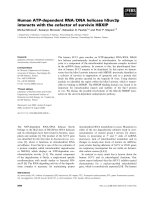 Báo cáo khoa học: Human ATP-dependent RNA ⁄ DNA helicase hSuv3p interacts with the cofactor of survivin HBXIP ppt