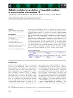 Báo cáo khoa học: Calpain-mediated degradation of reversibly oxidized protein-tyrosine phosphatase 1B docx