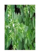 Cỏ ngọt chữa đái tháo đường, béo phì pptx