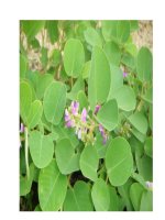 Bài thuốc trị viêm đường mật ppt