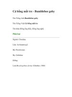 Cá bống mắt tre - Bumblebee goby ppt