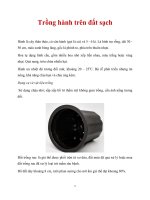 Trồng hành trên đất sạch potx