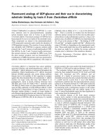 Báo cáo Y học: Fluorescent analogs of UDP-glucose and their use in characterizing substrate binding by toxin A from Clostridium difﬁcile pdf