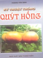 kỹ thuật trồng quýt hồng