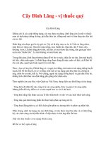 Cây Đinh Lăng - vị thuốc quý potx