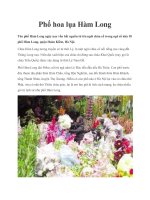 Phố hoa lụa Hàm Long pdf