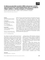 Báo cáo khoa học: A dideoxynucleotide-sensitive DNA polymerase activity characterized from endoreduplicating cells of mungbean (Vigna radiata L.) during ontogeny of cotyledons pptx