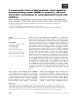 Báo cáo khoa học: A transcription factor of lipid synthesis, sterol regulatory element-binding protein (SREBP)-1a causes G1 cell-cycle arrest after accumulation of cyclin-dependent kinase (cdk) inhibitors pdf