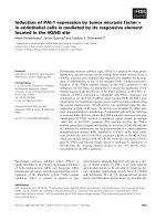 Báo cáo khoa học: Induction of PAI-1 expression by tumor necrosis factor a in endothelial cells is mediated by its responsive element located in the 4G/5G site ppt