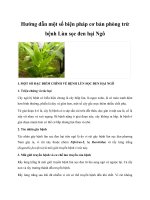 Hướng dẫn một số biện pháp cơ bản phòng trừ bệnh Lùn sọc đen hại Ngô doc