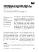 Báo cáo khoa học: Downregulation of protease-activated receptor-1 in human lung ﬁbroblasts is speciﬁcally mediated by the prostaglandin E2 receptor EP2 through cAMP elevation and protein kinase A pot
