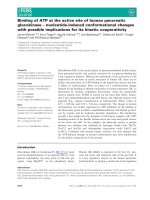 Báo cáo khoa học: Binding of ATP at the active site of human pancreatic glucokinase – nucleotide-induced conformational changes with possible implications for its kinetic cooperativity doc