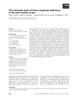 Báo cáo khoa học: The molecular basis of heme oxygenase deﬁciency in the pcd1 mutant of pea pot