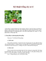 Kỹ thuật trồng cây sơ ri pot