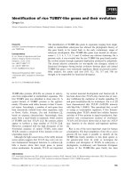 Báo cáo khoa học: Identiﬁcation of rice TUBBY-like genes and their evolution Qingpo Liu docx