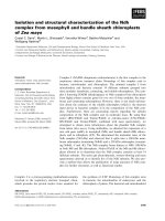 Báo cáo khoa học: Isolation and structural characterization of the Ndh complex from mesophyll and bundle sheath chloroplasts of Zea mays pptx