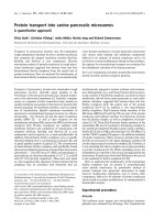 Báo cáo khoa học: Protein transport into canine pancreatic microsomes A quantitative approach potx